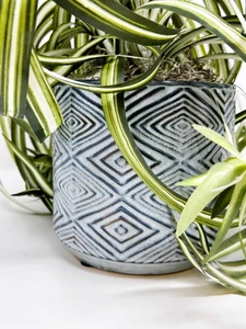 15" Spider plant in Blue-Brown Rhombus Ceramic Pot, handmade original by Lower Forty Farm, unique gift, home office decor