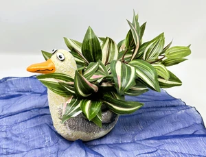 7" Potted Lg SEAGULL Blob House pot with Artificial green white pink Wandering Jew Plant handmade by Lower Forty Farm, beach house decor