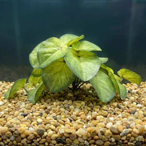 Variegated Potato Vine 5"x 9" silk aquarium plant, stone base, Lower Forty Farm artificial aquarium plant, Goldfish & Betta-safe
