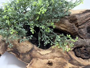 11" Natural Mopani Wood & soft Glosso Baby Tears artificial aquarium plant, hand-made by Lower Forty Farm