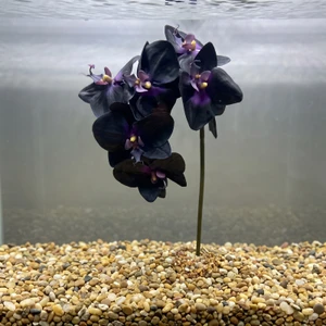 Large 15" BLACK & PURPLE Phalaenopsis ORCHID Soft Silk flower aquarium plant, Stone base, Betta-safe plant, Lower Forty Farm