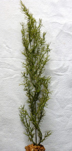 20 in. Medium OLIVE Green SPRENGERI single-stem Soft Plastic Wireless Plant, Stone Base, Lower Forty Farm, unique handmade realistic natural-looking artificial aquarium plant 20 in. Medium OLIVE Green SPRENGERI single-stem Soft Plastic Wireless Plant, Stone Base, Lower Forty Farm, unique handmade realistic natural-looking artificial aquarium plant