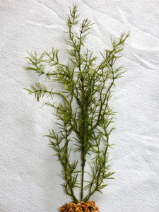 12 in. Small OLIVE Green SPRENGERI single-stem Soft Plastic Wireless Plant, Stone Base, Lower Forty Farm, unique handmade realistic natural-looking artificial aquarium plant 12 in. Small OLIVE Green SPRENGERI single-stem Soft Plastic Wireless Plant, Stone Base, Lower Forty Farm, unique handmade realistic natural-looking artificial aquarium plant