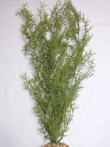 21 in. Med THICK cover 3-stem OLIVE Green SPRENGERI Soft Plastic Wireless Plant, Stone Base, Lower Forty Farm, unique handmade realistic natural-looking artificial aquarium plant 21 in. Med THICK cover 3-stem OLIVE Green SPRENGERI Soft Plastic Wireless Plant, Stone Base, Lower Forty Farm, unique handmade realistic natural-looking artificial aquarium plant
