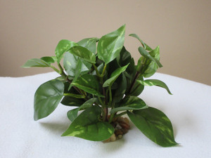 4" SMALL (4-stem) Green/White POTHOS Bush, soft silk Goldfish & Betta-safe plant, stone base, Lower Forty Farm artificial aquarium plant
