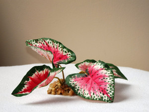 2.5" tall MINI 4-leaf Pink & Green CALADIUM Bush silk Goldfish & Betta-safe plant, stone base, Lower Forty Farm artificial aquarium plant 2.5" tall MINI 4-leaf Pink & Green CALADIUM Bush silk Goldfish & Betta-safe plant, stone base, Lower Forty Farm artificial aquarium plant
