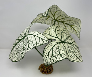 12" 3-LEAF  Giant Leaf WHITE CALADIUM Silk Goldfish & Betta-safe shade plant, stone base, Lower Forty Farm artificial aquarium plant