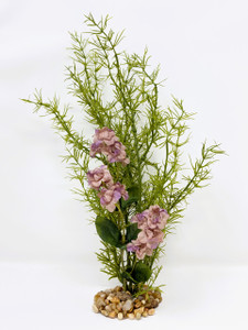 OLIVE SPRENGERI plant with Lavender Flower