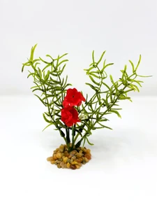 Red flower & Diti plant