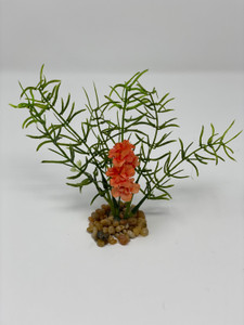 Orange flower & Diti plant Orange flower & Diti plant