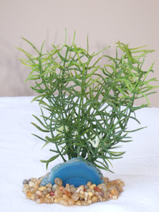6" Diti Sprengeri plastic plant & BLUE AGATE Geode Slice 826TQ, Stone base, Realistic Artificial Aquarium Plastic plant, Lower Forty Farm unique combination artificial aquarium plant arrangement 6" Diti Sprengeri plastic plant & BLUE AGATE Geode Slice 826TQ, Stone base, Realistic Artificial Aquarium Plastic plant, Lower Forty Farm unique combination artificial aquarium plant arrangement