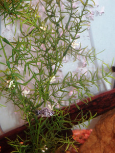 27 in. LG Standard 2-stem DITI-SPRENGERI Flowered Soft Plastic Wireless Plant, Stone Base, Lower Forty Farm, unique handmade realistic natural-looking artificial aquarium plant 27 in. LG Standard 2-stem DITI-SPRENGERI Flowered Soft Plastic Wireless Plant, Stone Base, Lower Forty Farm, unique handmade realistic natural-looking artificial aquarium plant