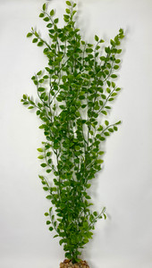 Large 3-stem Pea Leaf aquarium plant Large 3-stem Pea Leaf aquarium plant