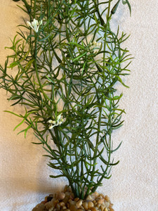 26 in. XL THICK Cover DITI-SPRENGERI Flowered Soft Plastic Wireless Plant, Stone Base, Lower Forty Farm, unique handmade realistic natural-looking artificial aquarium plant 26 in. XL THICK Cover DITI-SPRENGERI Flowered Soft Plastic Wireless Plant, Stone Base, Lower Forty Farm, unique handmade realistic natural-looking artificial aquarium plant