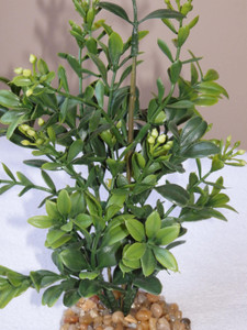 8" MEDIUM Dark Green BOXWOOD Plastic Plant, Stone Base, Lower Forty Farm, unique handmade realistic natural-looking artificial aquarium plant 8" MEDIUM Dark Green BOXWOOD Plastic Plant, Stone Base, Lower Forty Farm, unique handmade realistic natural-looking artificial aquarium plant