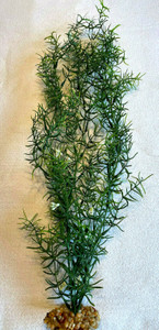 19-20 in. Lg THICK Cover soft DITI-SPRENGERI Flowered Soft Plastic Wireless Plant, Stone Base, Lower Forty Farm, unique handmade realistic natural-looking artificial aquarium plant 19-20 in. Lg THICK Cover soft DITI-SPRENGERI Flowered Soft Plastic Wireless Plant, Stone Base, Lower Forty Farm, unique handmade realistic natural-looking artificial aquarium plant