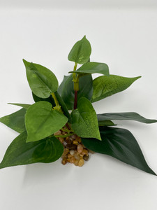 Extra small green pothos bush Extra small green pothos bush