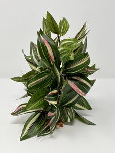 7" pink and white jew plant 7" pink and white jew plant