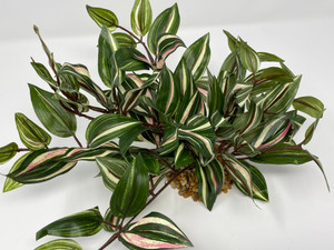 Large 7-8"H x 11"W Green/Cream/Pink Wandering JEW INCH BUSH very soft silk plant, stone base, Goldfish & Betta-safe plant, Lower Forty Farm artificial aquarium plant Large 7-8"H x 11"W Green/Cream/Pink Wandering JEW INCH BUSH very soft silk plant, stone base, Goldfish & Betta-safe plant, Lower Forty Farm artificial aquarium plant
