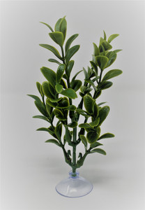5" Standing SAGE Green Boxwood plastic Aquarium Plant, SUCTION CUP 5" Standing SAGE Green Boxwood plastic Aquarium Plant, SUCTION CUP