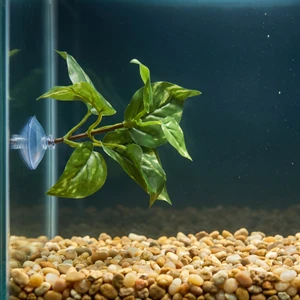 Green & White Pothos Silk Betta safe Plant, SUCTION CUP base, Lower Forty Farm artificial aquarium plant
