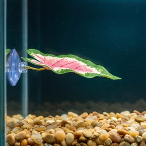 Tiny 3" Soft Betta Hammock!! 1-leaf Pink & Green Caladium Silk Betta safe Plant, SUCTION CUP base, Lower Forty Farm arti