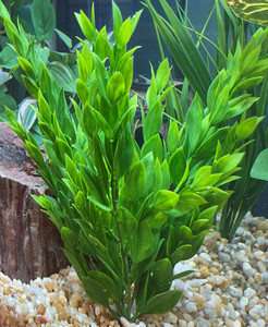 Sea Spray bush in aquarium Sea Spray bush in aquarium