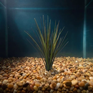 13 in. Extra THICK Green-Red SPIKE Weed Grass Thick Realistic Artificial Aquarium plastic plant, stone base, Lower Forty
