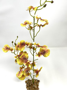 Medium Gold Orchid