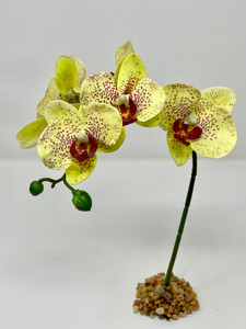 10" tall Orchid with bent stem 10" tall Orchid with bent stem