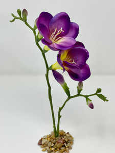 Purple Freesia Purple Freesia