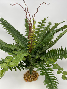 side view Boston Fern