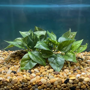 8" LONG, LOW Green/White POTHOS Bush, soft silk aquarium plant, stone base, Goldfish & Betta-safe plant, Lower Forty Far