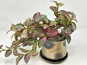 9" Small Artificial PINK FITTONIA NERVE faux Silk plant in Silver Metal 3.5" Pot, handmade original by filled artificial planter by Lower Forty Farm, OOAK unique gift, home office decor
