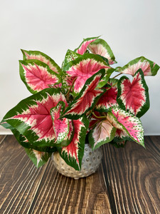 10" Small Artificial PINK CALADIUM faux Silk plant potted in Cream Dot Ceramic Pot, handmade original by filled artificial planter by Lower Forty Farm, OOAK unique gift, home office decor