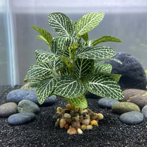 5" SM Dk Green Fittonia NERVE Silk Aquarium plant, STONE base, Goldfish & Betta-safe plant, Lower Forty Farm artificial 