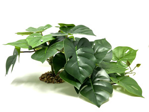 Large TRAILING Split Leaf Monstera BUSH Philodendron Silk Variegated Shade Goldfish & Betta-safe plant, stone base, Lower Forty Farm artificial aquarium plant