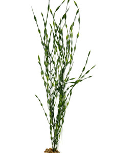 25" MD 2-stem JUNGLE VAL Sea Grass Soft flowing Plastic Wireless Plant, Stone Base, Lower Forty Farm, unique handmade realistic natural-looking artificial aquarium plant