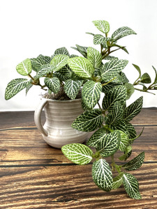 7" Small Artificial GREEN FITTONIA NERVE faux Silk plant potted in White 2-handle Ceramic Pot, handmade original by filled artificial planter by Lower Forty Farm, OOAK unique gift, home office decor