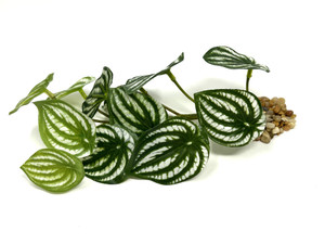 Medium 9" long WATERMELON Trailing vine silk Aquarium Plant, Stone Base, Goldfish & Betta-safe plant, Lower Forty Farm artificial aquarium plant