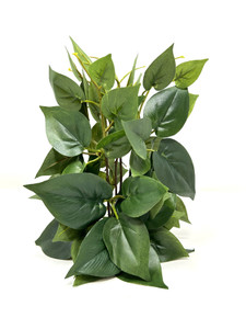 7 in standing Green Pothos aquarium plant