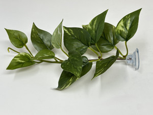 Pothos suction cup plant