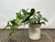 6.5" Fittonia Nerve faux Silk plant potted in White Ceramic Pot, handmade original by Lower Forty Farm, home office decor