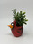 5" h Potted BABY CARDINAL Ruby Blob House Mini pot WITH faux Sage Boxwood plant, handmade original by Lower Forty Farm, home office decor