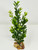 7-8" SMALL 1-stem Dark Green BOXWOOD Plastic Plant, Stone Base, Lower Forty Farm, unique handmade realistic natural-looking artificial aquarium plant