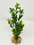 7-8" SMALL 1-stem Dark Green BOXWOOD Plastic Plant, Stone Base, Lower Forty Farm, unique handmade realistic natural-looking artificial aquarium plant