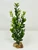 7-8" SMALL 1-stem Dark Green BOXWOOD Plastic Plant, Stone Base, Lower Forty Farm, unique handmade realistic natural-looking artificial aquarium plant