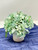 6.5" Artificial BLUE-GREEN HYDRANGEA faux Silk flower potted in smooth matte Cream Cylinder Ceramic Pot, handmade original by Lower Forty Farm, home office decor
