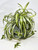 15" Spider plant in Blue-Brown Rhombus Ceramic Pot, handmade original by Lower Forty Farm, unique gift, home office decor