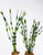 11" & 9" Jungle Val small size options